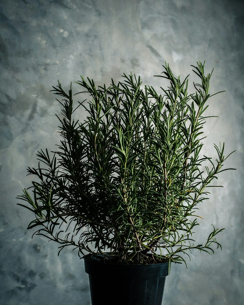 Green botanical leaves visual reference
